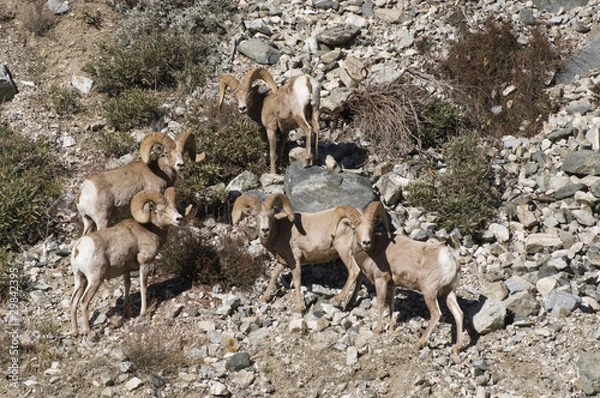 Obraz big horn sheep