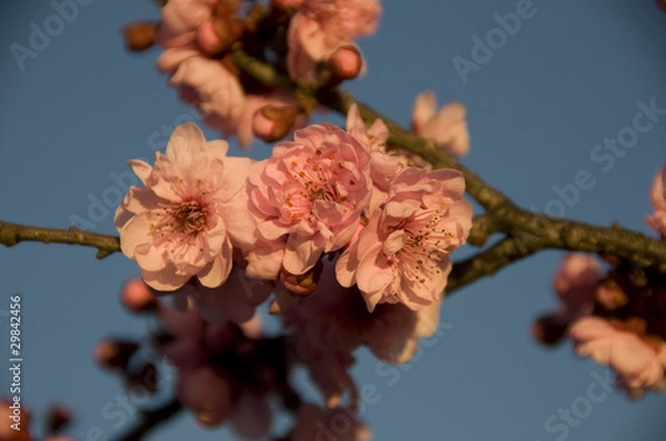 Obraz cherry blossom