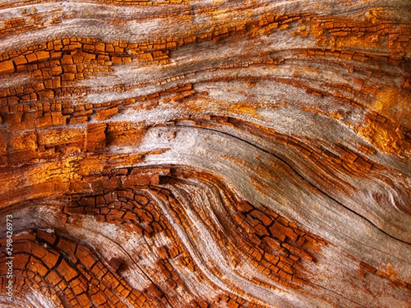 Obraz Detail of red oak Bark eroded by time, plant of a centuries-old park. Textures and scratches on the bark with moss caused by time.