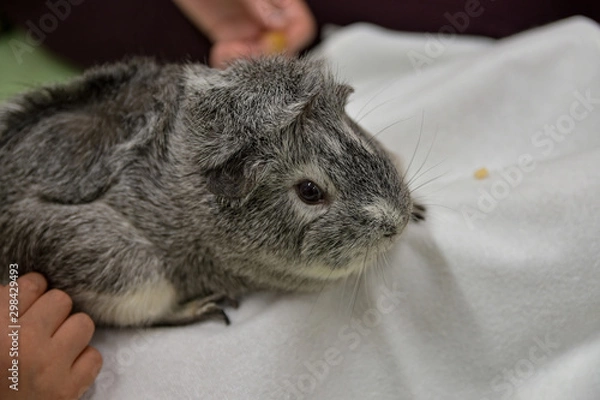 Obraz 上野動物園