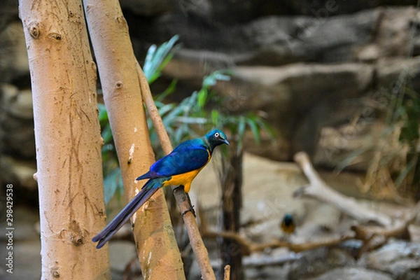 Obraz 上野動物園