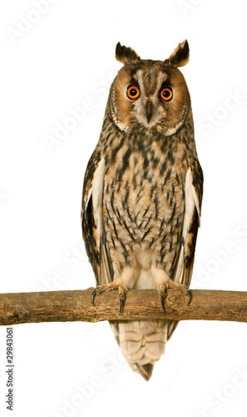 Obraz Long-eared Owl