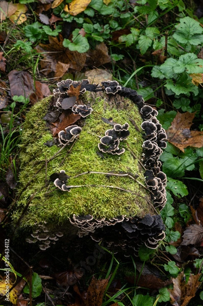 Obraz Old tree stumpt with mushrooms