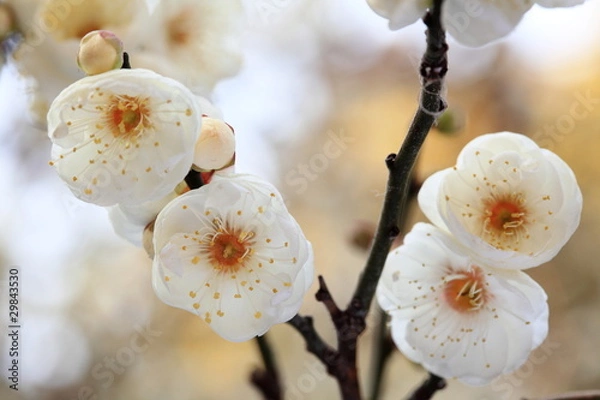 Obraz 白梅 (東京・湯島天神)