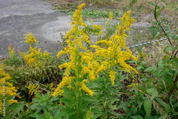 Obraz 屋外のセイタカアワダチソウ