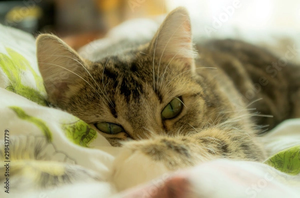 Obraz cat with green eyes