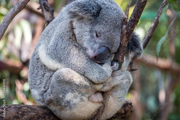 Fototapeta Koala sleeping in a tree 