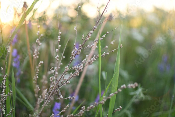 Fototapeta Simple plants