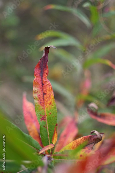 Obraz Leaf changing colors