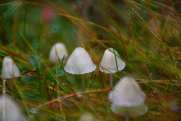 Obraz Mini Mushrooms