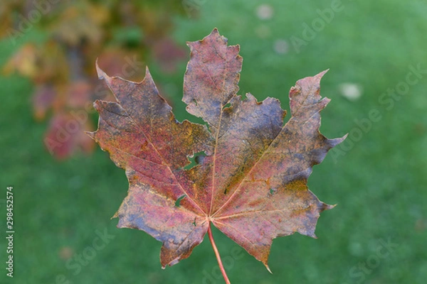 Fototapeta Maple Leaf
