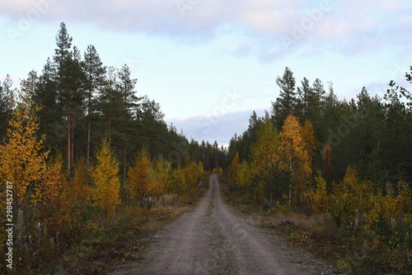 Obraz Road through the woods