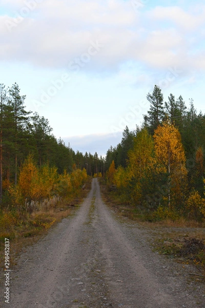 Obraz Road in the woods
