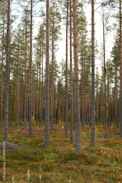 Obraz Finland forest