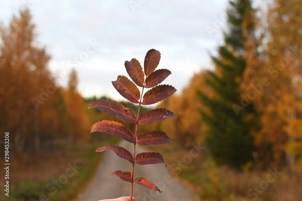 Fototapeta Autumn leaf