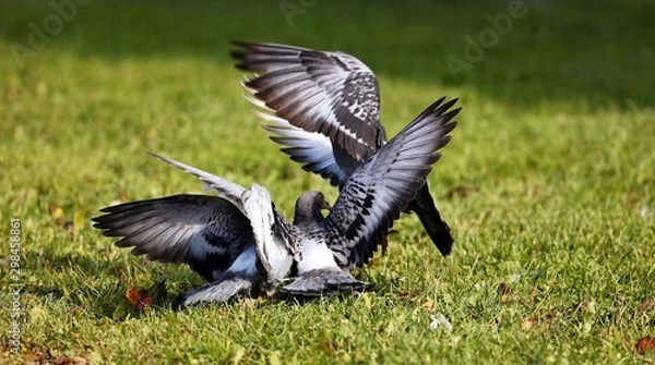 Fototapeta A young pigeons who has left a nest.   The young they want food from an adult pigeons