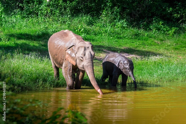 Obraz  wild elephant play water