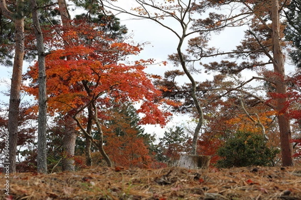 Fototapeta 紅葉の風景