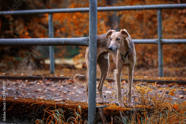 Fototapeta auf der Brücke im Wald