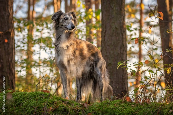 Fototapeta Windsprite im Licht
