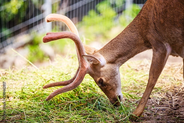 Obraz Rucervus eldii eldii