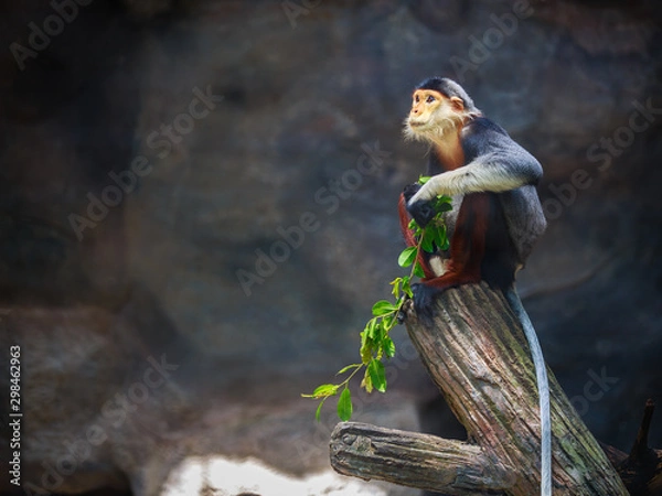 Obraz Red-shanked Douc (Pygathrix nemaeus)