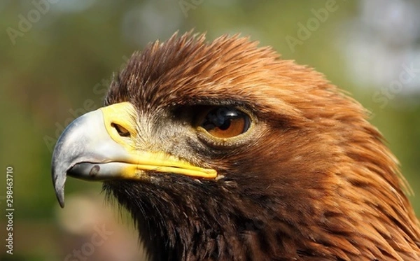 Obraz Details and portraits of birds of prey,