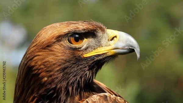 Obraz Details and portraits of birds of prey,
