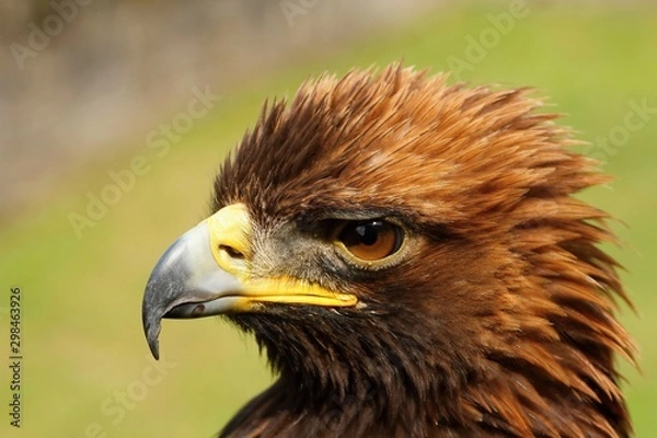 Obraz Details and portraits of birds of prey,