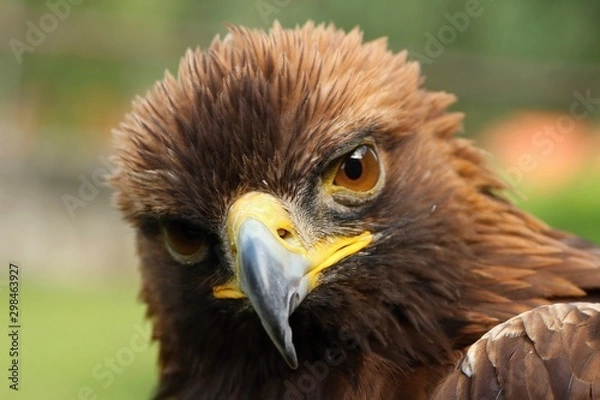 Obraz Details and portraits of birds of prey,