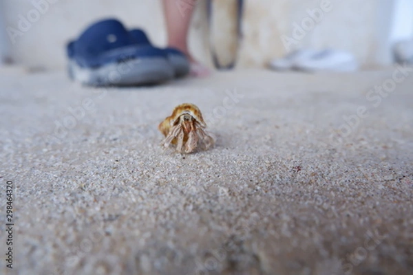 Fototapeta 可愛いヤドカリ