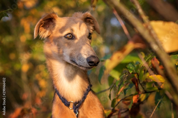 Fototapeta Windsprite Piet im Licht
