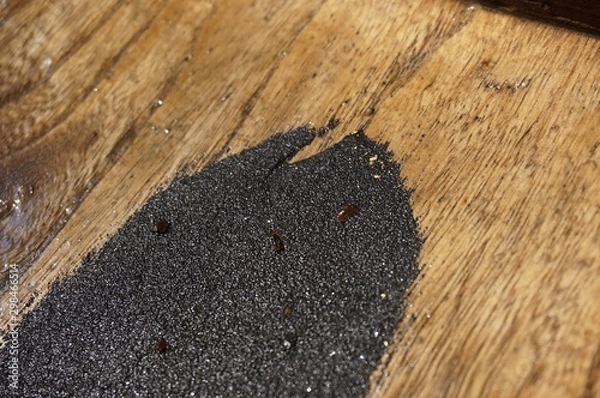 Obraz 江戸時代からのゆり板で砂金採り