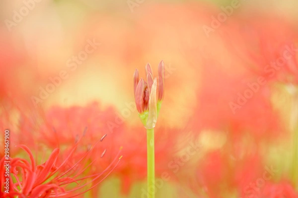 Fototapeta 彼岸花の蕾