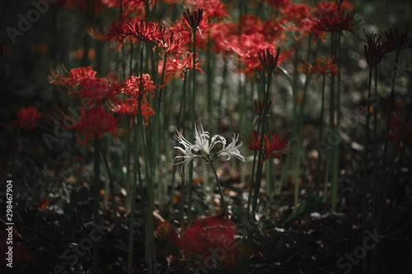 Fototapeta 彼岸花（白）