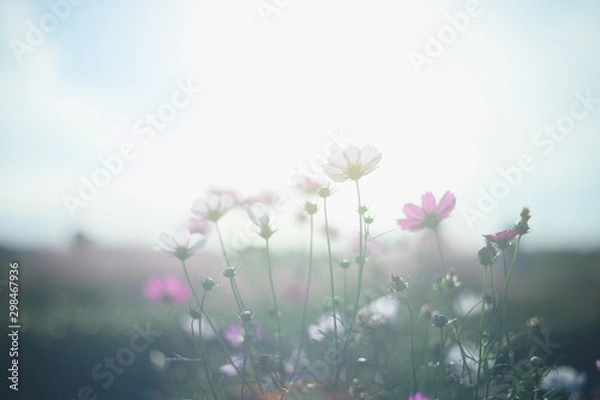 Fototapeta 朝日を浴びるコスモス