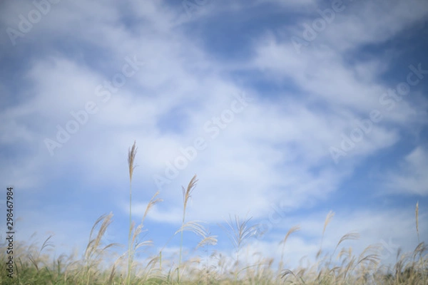 Fototapeta 青空とススキ