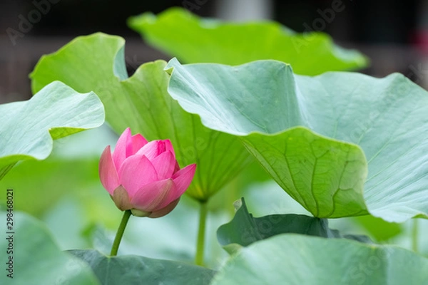 Fototapeta 大賀蓮の花（千葉公園）