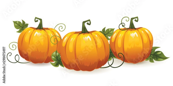Fototapeta Vector set of orange pumpkins isolated on a white background. Autumn horizontal banner.