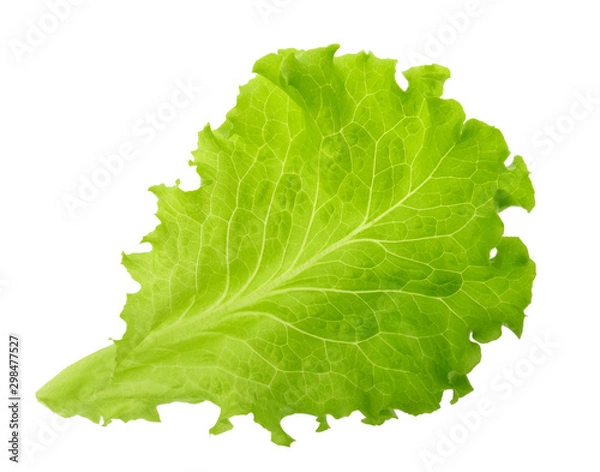 Fototapeta Green lettuce leaf isolated without shadow
