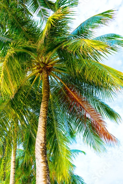 Fototapeta Beach summer vacation holidays background with coconut palm tree