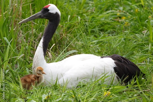 Obraz タンチョウ