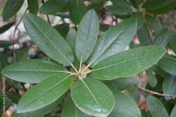 Obraz Blatt in der Hand