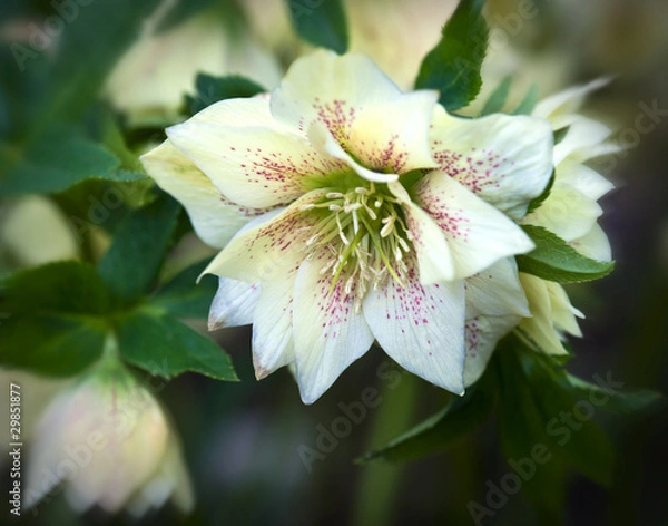 Fototapeta Hellebore