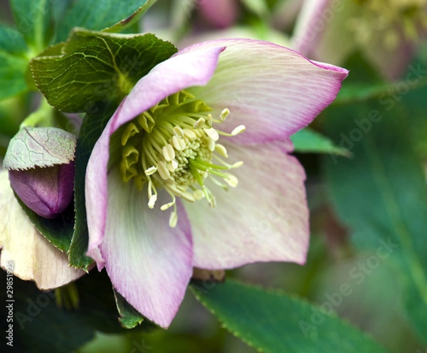 Fototapeta Hellebore