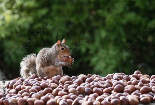 Fototapeta squirrel and nuts