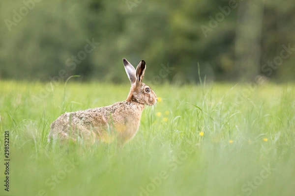 Fototapeta Brown hare sitting in a grass. Wild brown hare with big ears. Close up of brown hare. European hare (Lepus europaeus) sits on the field and eat the grain.
