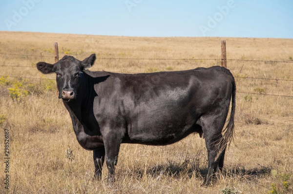 Fototapeta Black Angus cow standing from the side looking at the camera.