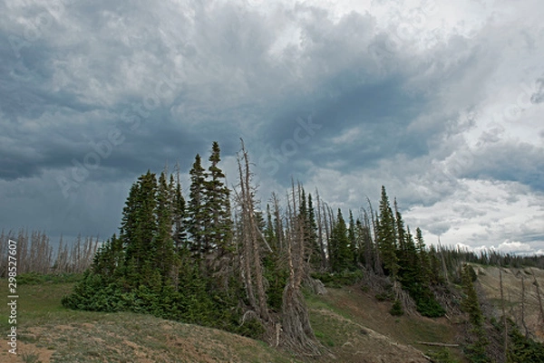 Fototapeta Bald trees and clouds spot