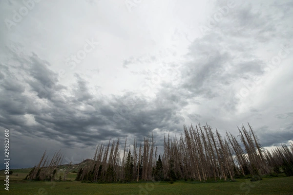 Obraz Global warming and bald trees